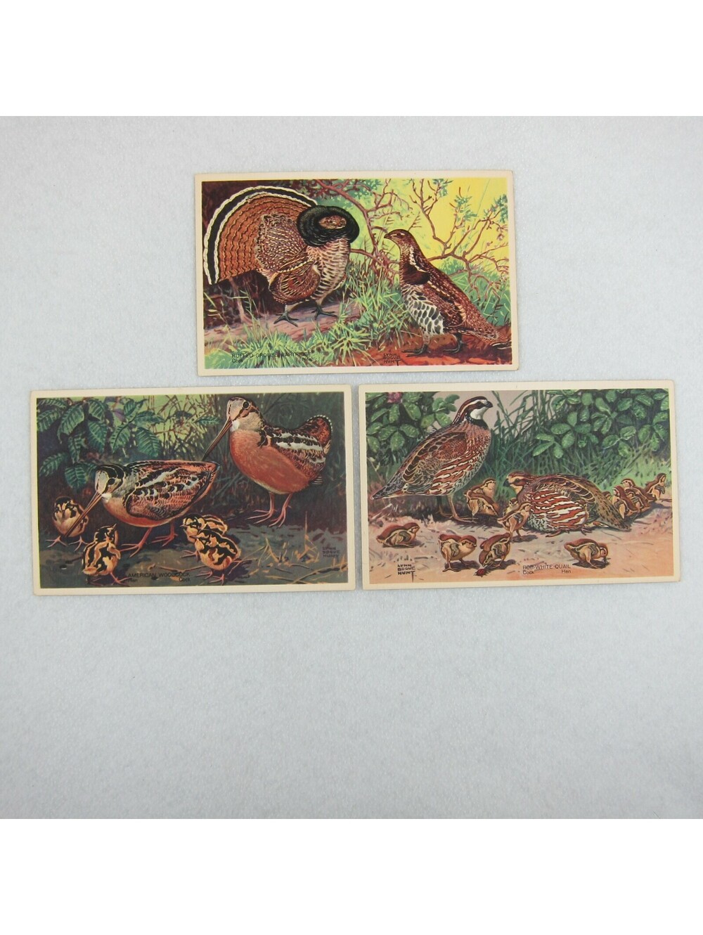 Vintage 1939 National Wildlife Bird Postcards Lot 3 Ruffed Grouse Woodcock Quail